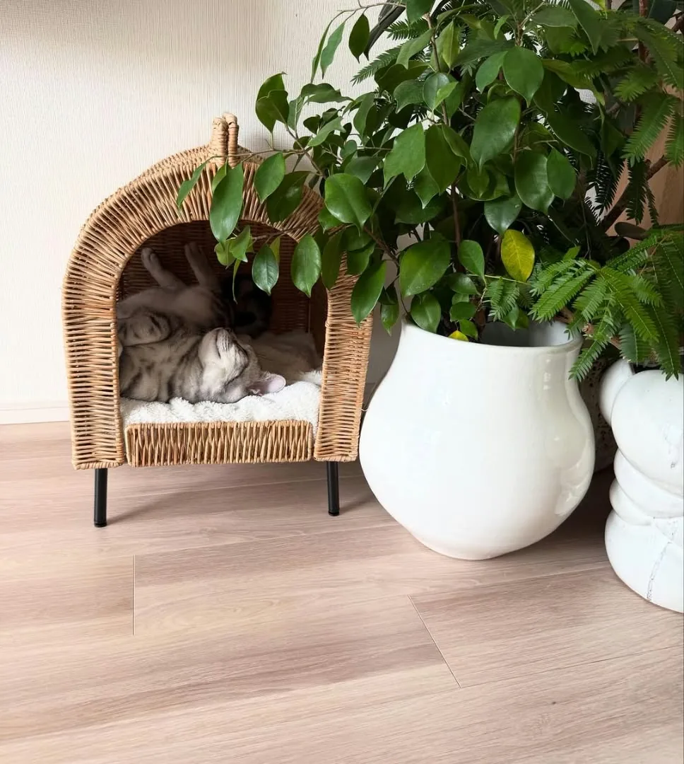 American Shorthair resting in a wicker bed beside indoor plants