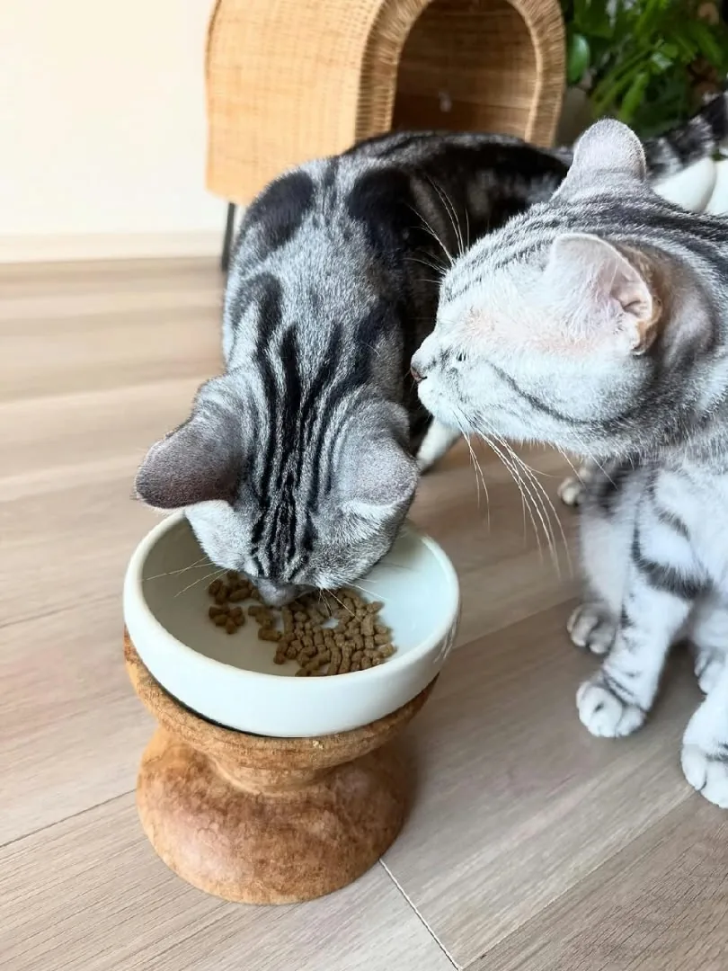 Silver tabby American Shorthair kittens beside their dry kitten food at Silver Crown