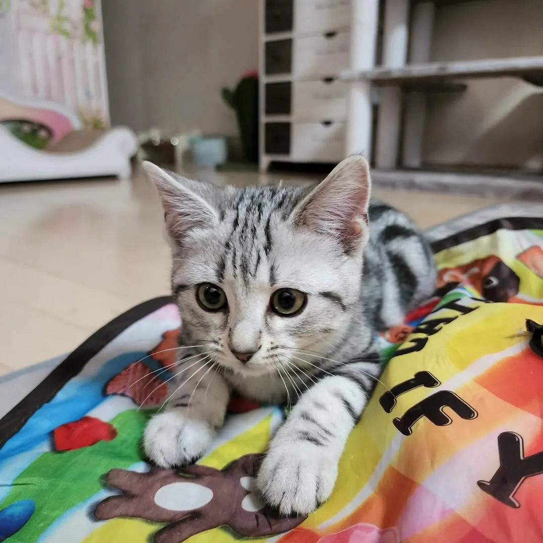 Silver tabby American Shorthair kitten enjoying supervised play on a colorful activity mat