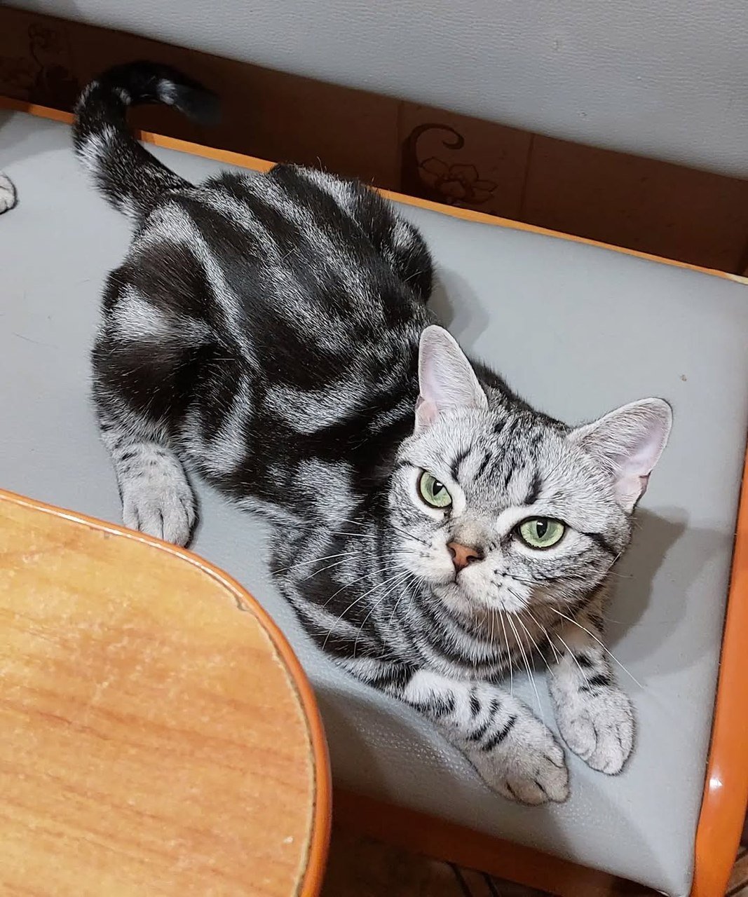 Breeding queen from Silver Crown American Shorthairs in Austin, Texas