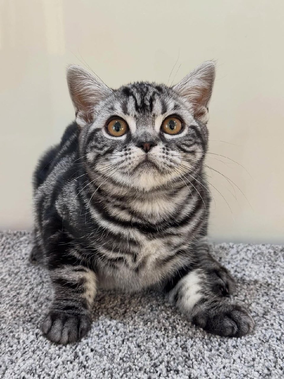 American Shorthair stud at Silver Crown American Shorthairs in Austin, Texas