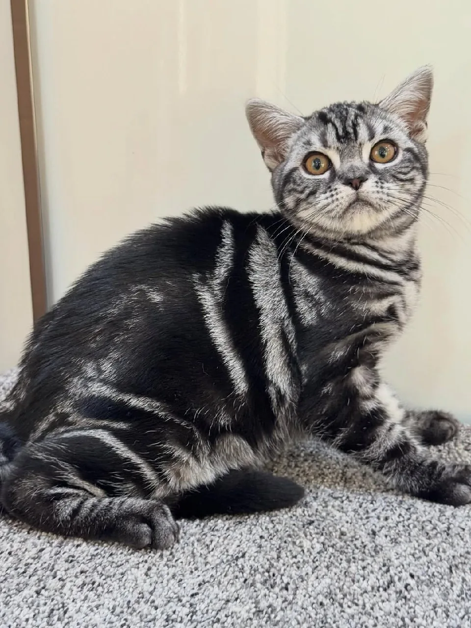 American Shorthair father cat from a Texas breeder near Austin