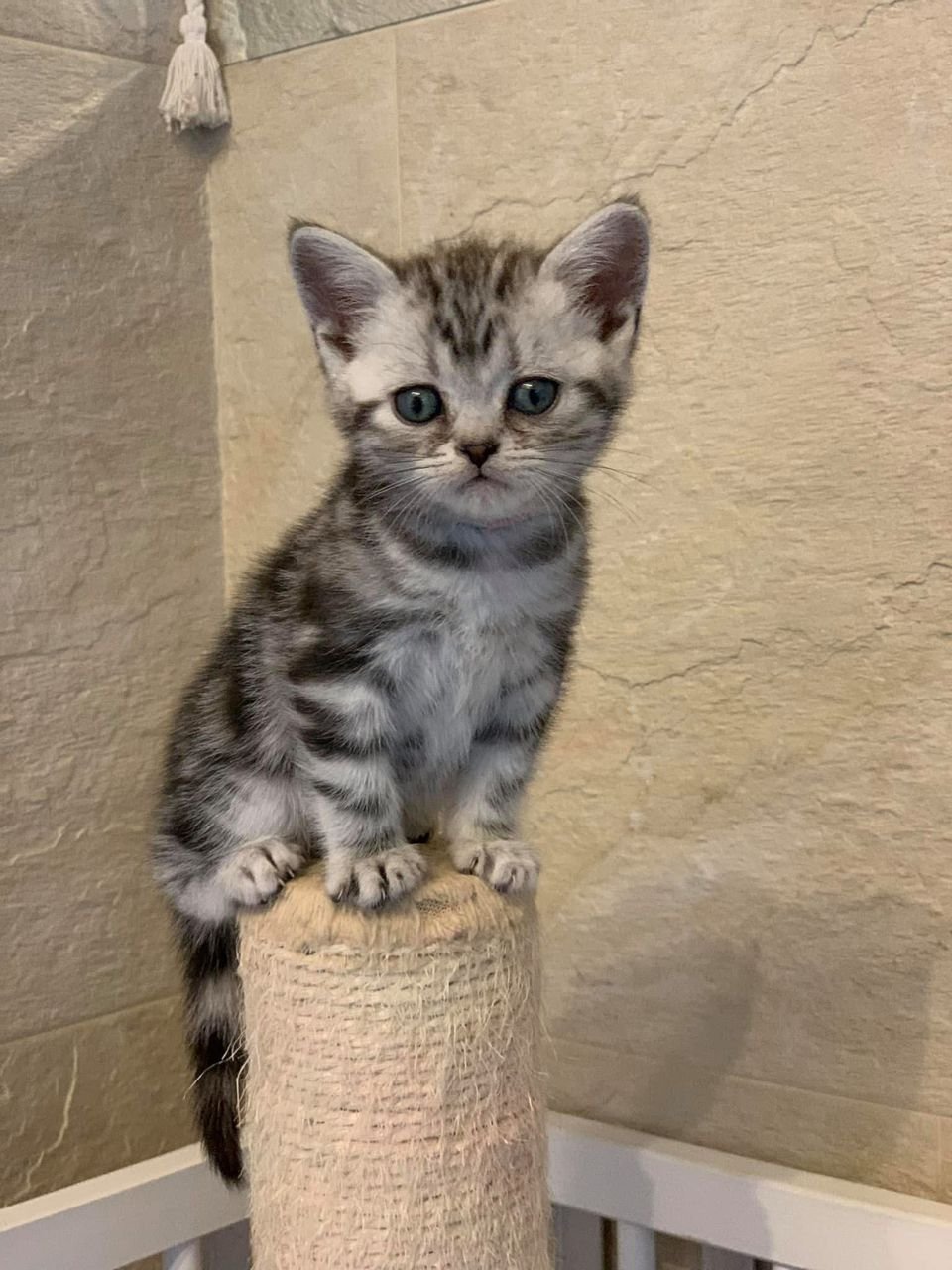 American Shorthair kitten available for reservation in Texas at Silver Crown American Shorthairs