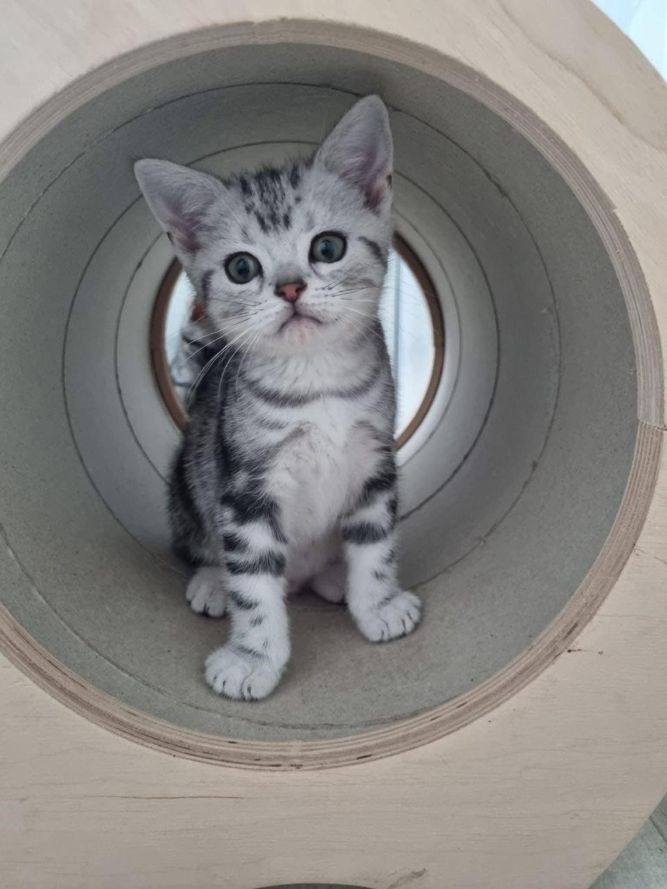 Family-raised American Shorthair kitten in Austin, Texas