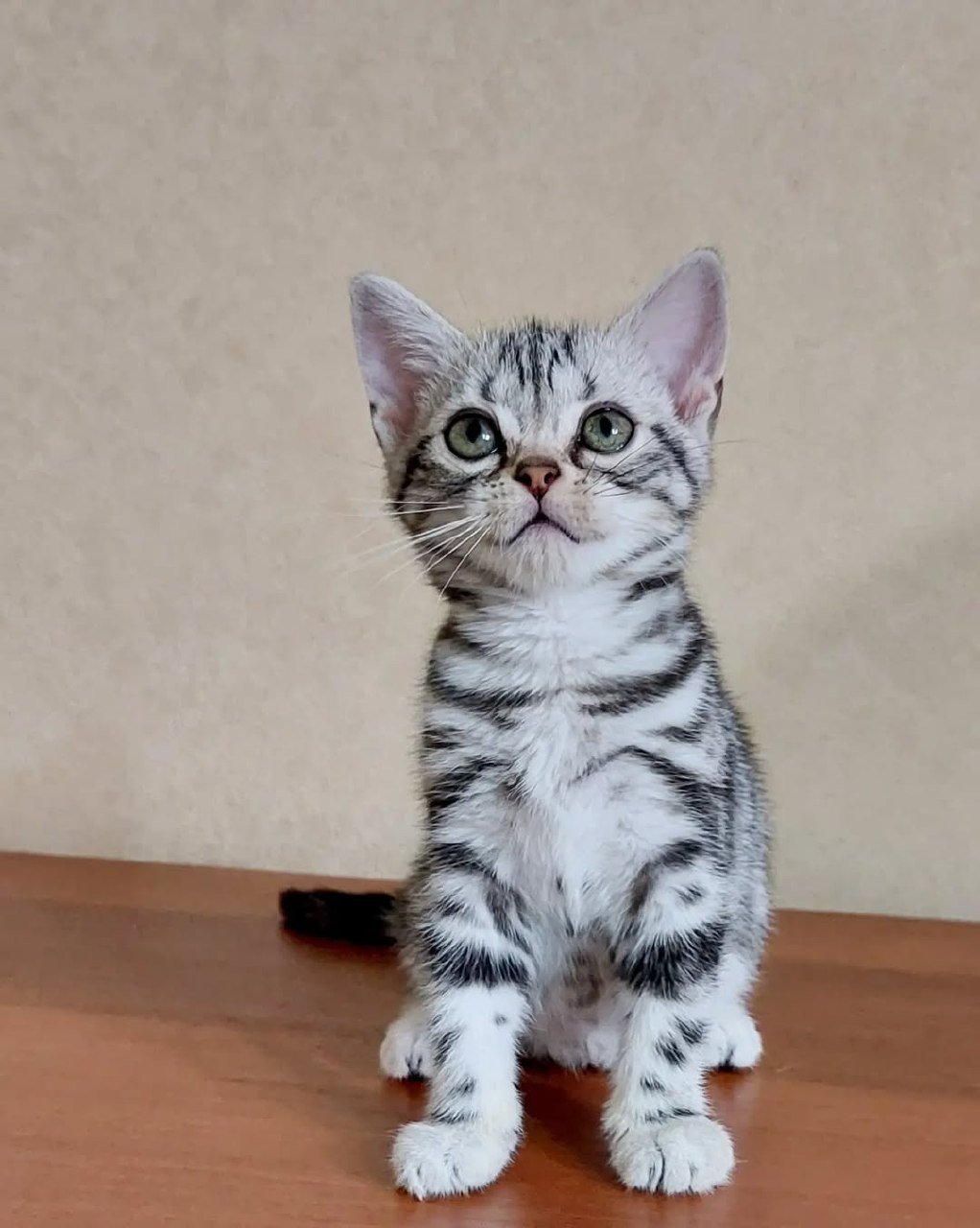 Available American Shorthair kitten from a Texas breeder in Austin