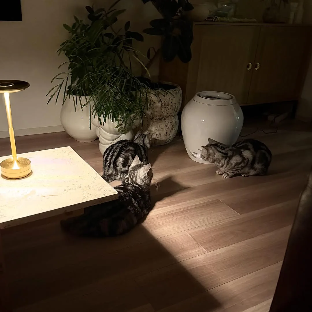 American Shorthair cats spending a quiet evening together at home