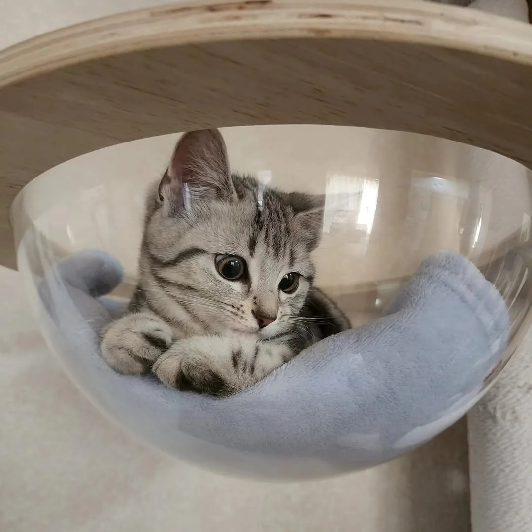 Silver tabby American Shorthair kitten resting inside a comfortable clear cat bed
