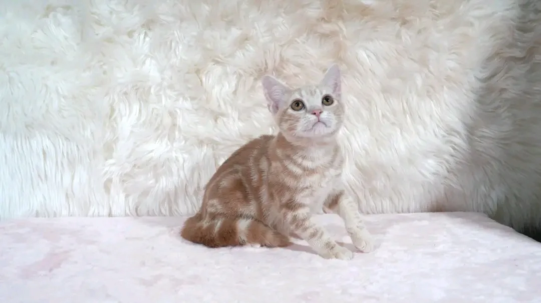 Honey, a cream tabby American Shorthair kitten available from an Austin, Texas breeder