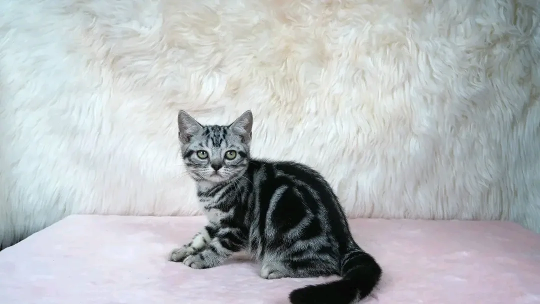 Ivy, a reserved black silver American Shorthair kitten joining a San Antonio family