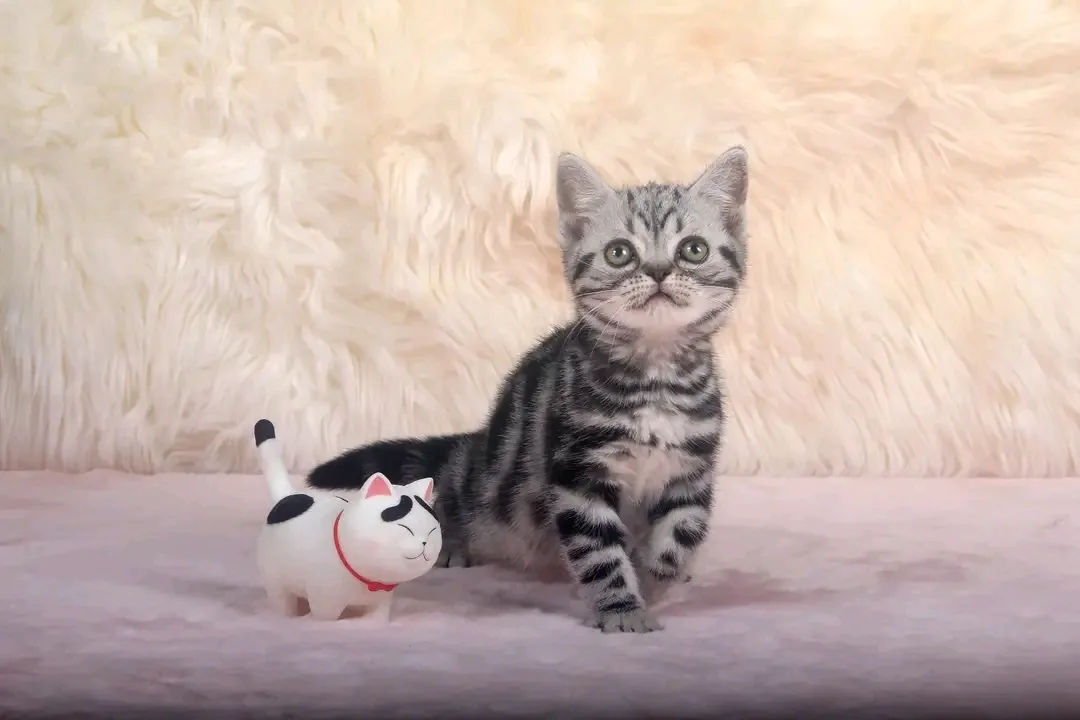 Milo, a silver tabby American Shorthair kitten available in Austin, Texas