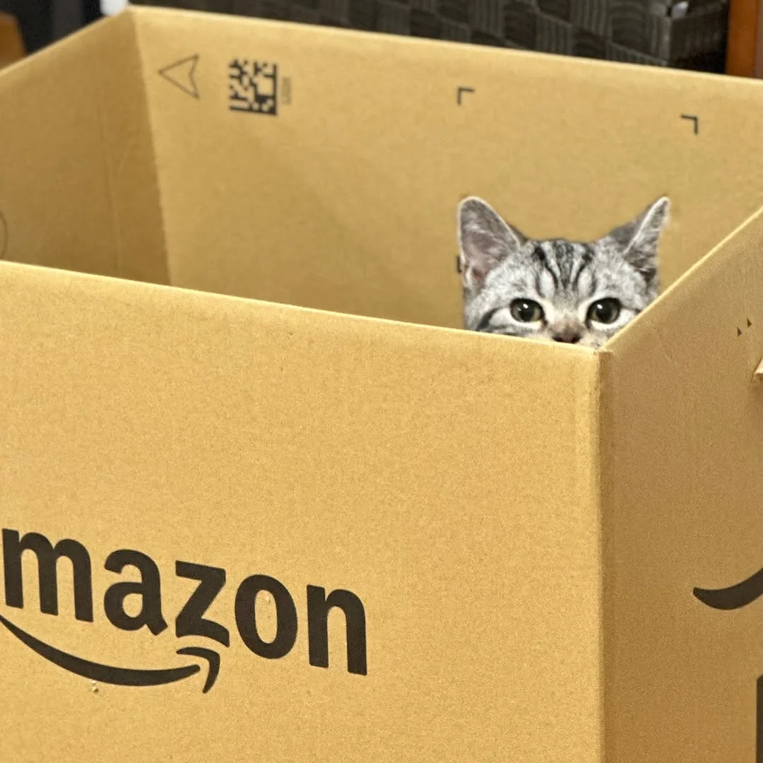 Playful silver tabby American Shorthair kitten peeking from a box in our Austin home