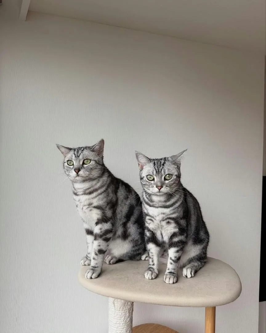 Two adult silver tabby American Shorthair cats sitting together