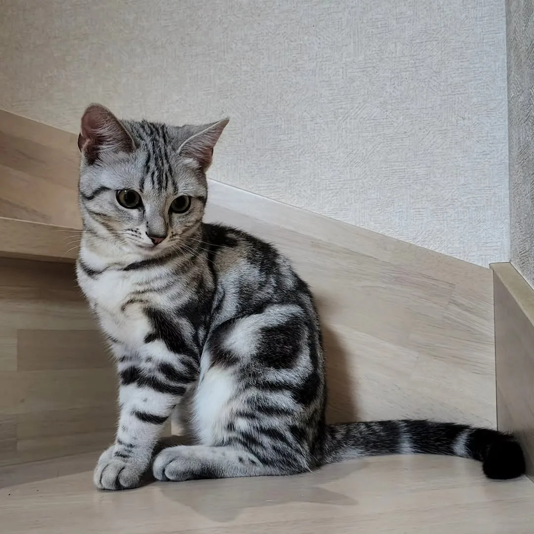 Silver tabby American Shorthair exploring a wooden cat structure in a home environment