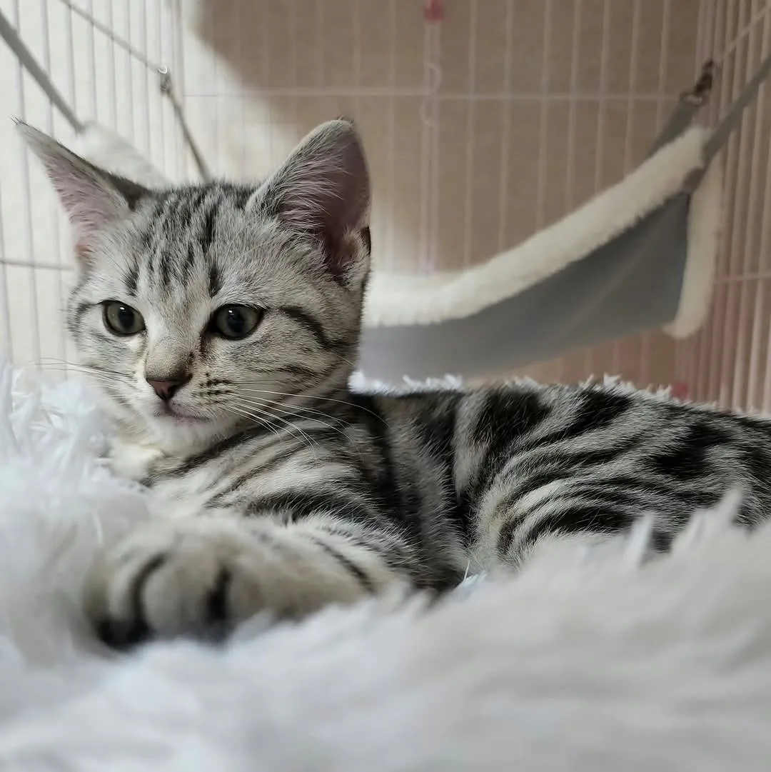Silver tabby American Shorthair kitten relaxing comfortably on a soft blanket