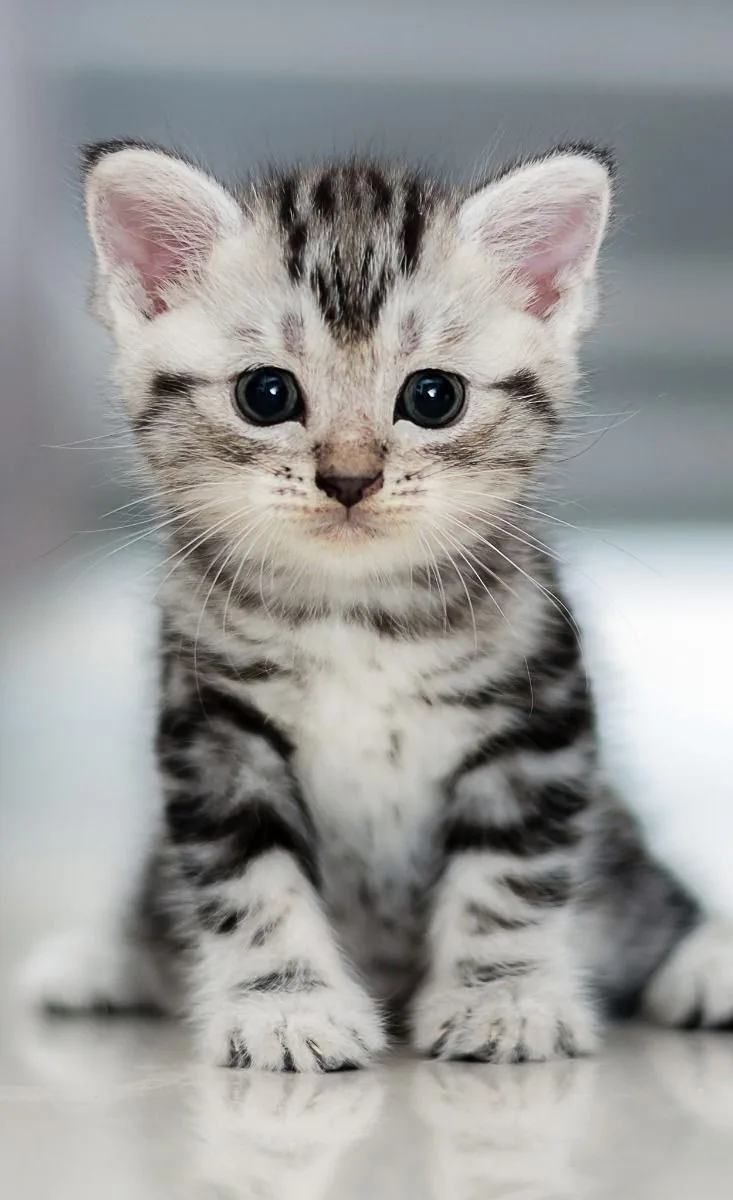 Silver Tabby American Shorthair Kitten Texas Silver tabby American Shorthair kitten showing a classic coat pattern