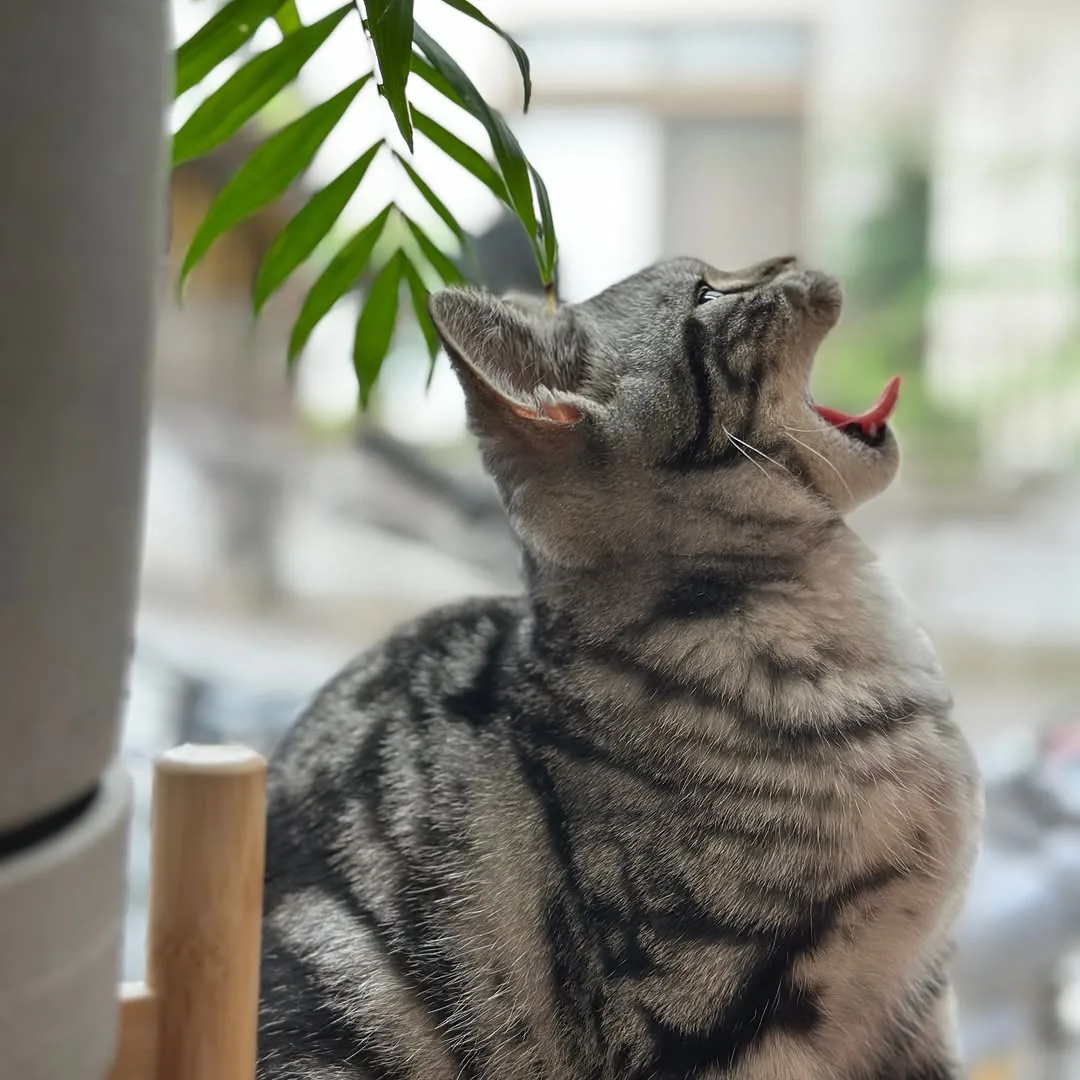 Silver tabby American Shorthair looking toward an indoor plant at Silver Crown in Austin, Texas