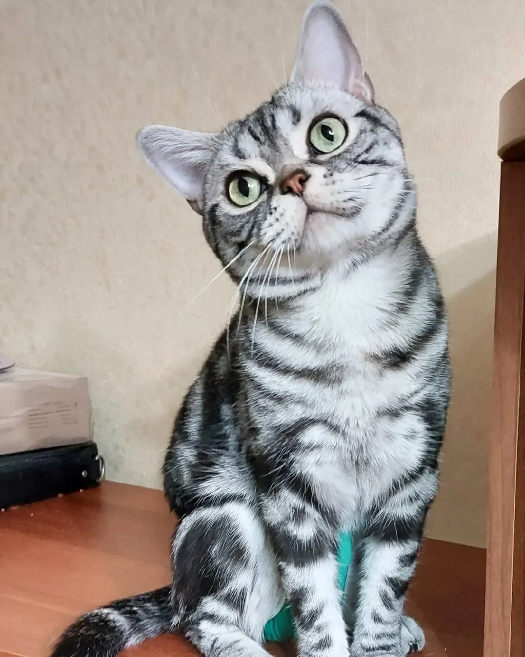 American Shorthair queen in Austin Texas at Silver Crown