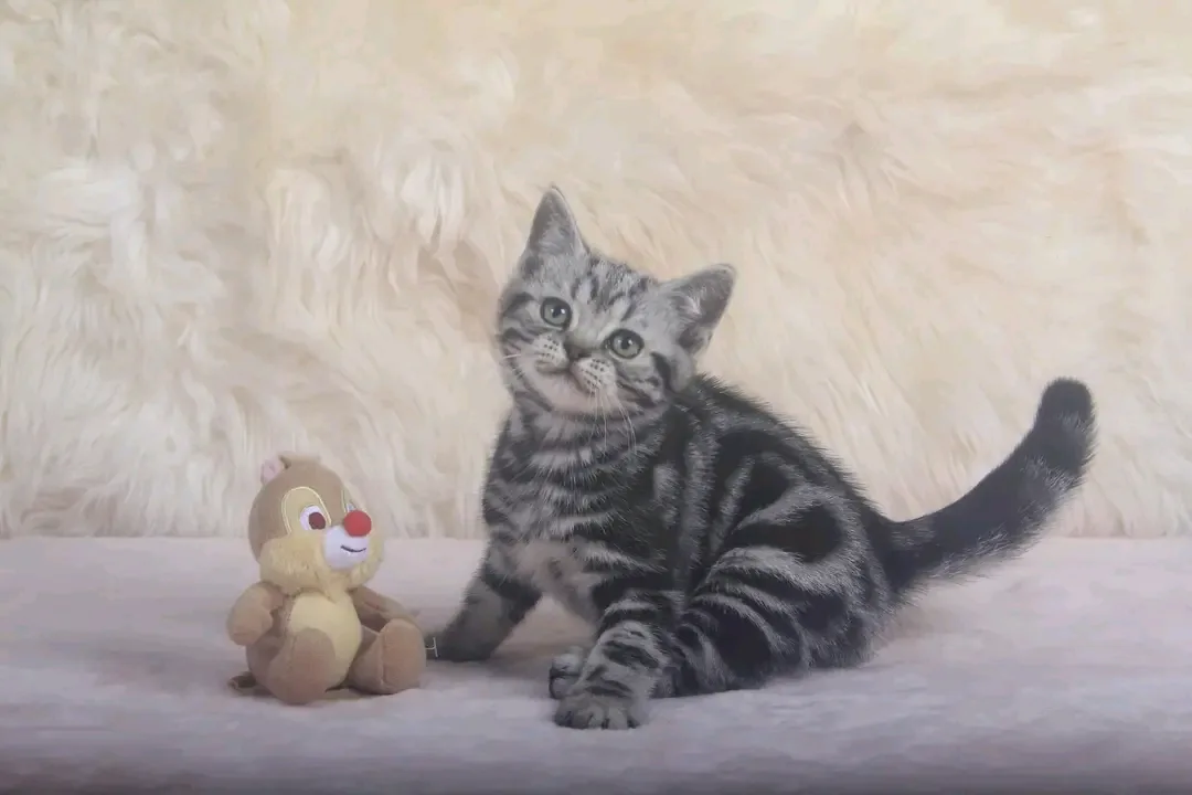 Theo, an adopted classic silver tabby American Shorthair kitten going to Salt Lake City