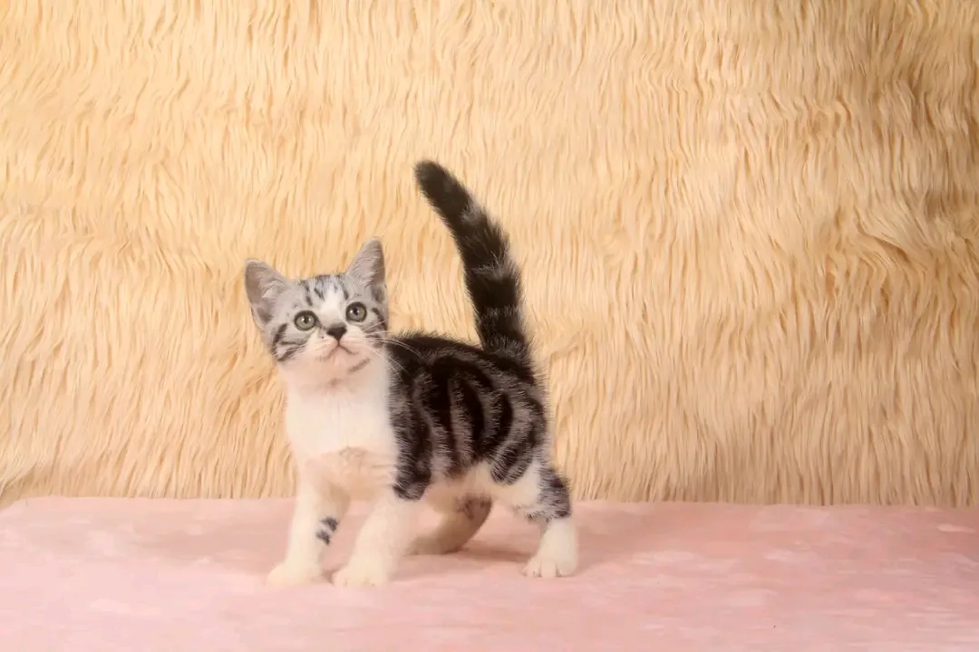 Willow, a silver tabby and white American Shorthair kitten available near Austin, Texas