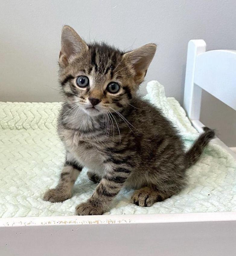 Silver Tabby American Shorthair Kitten