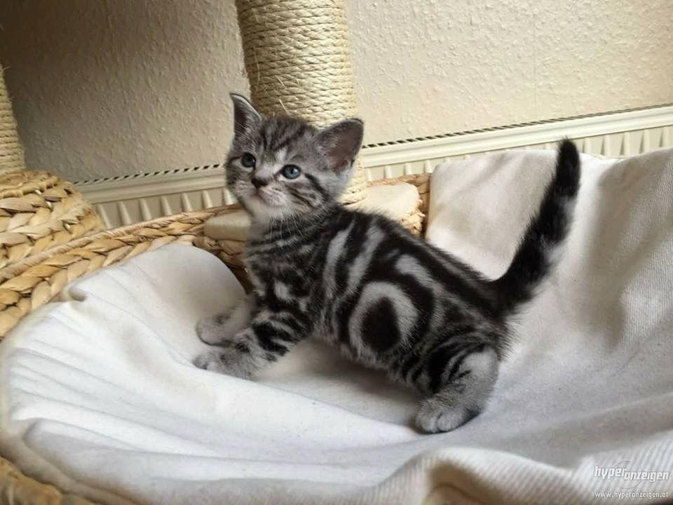 Classic Tabby American Shorthair Kitten