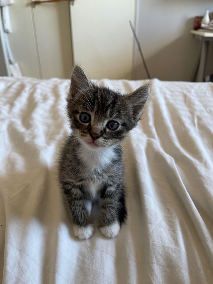 Brown Tabby American Shorthair Kitten