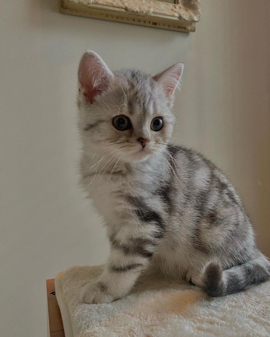 Cream American Shorthair Kitten