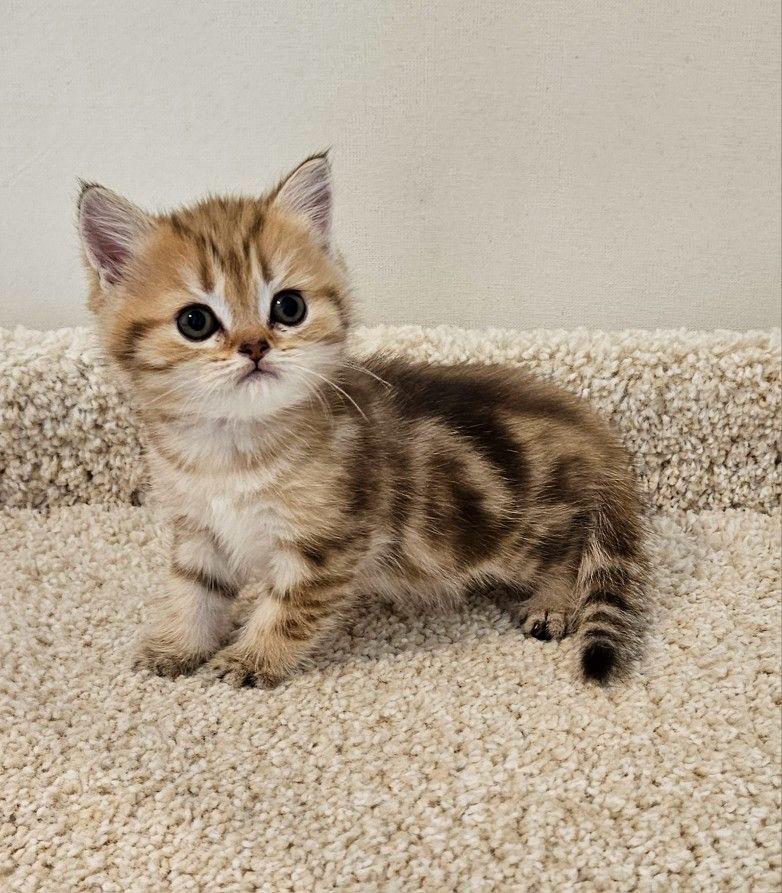 White American Shorthair Kitten